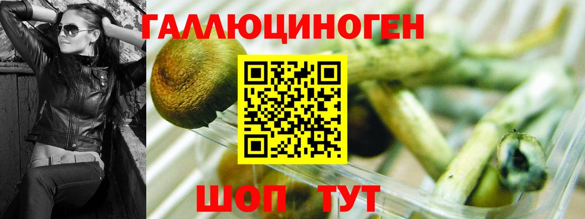 Псилоцибиновые грибы Psilocybe  Галлюциногенные грибы Psilocybe  Вход с VPN  Краснодар 